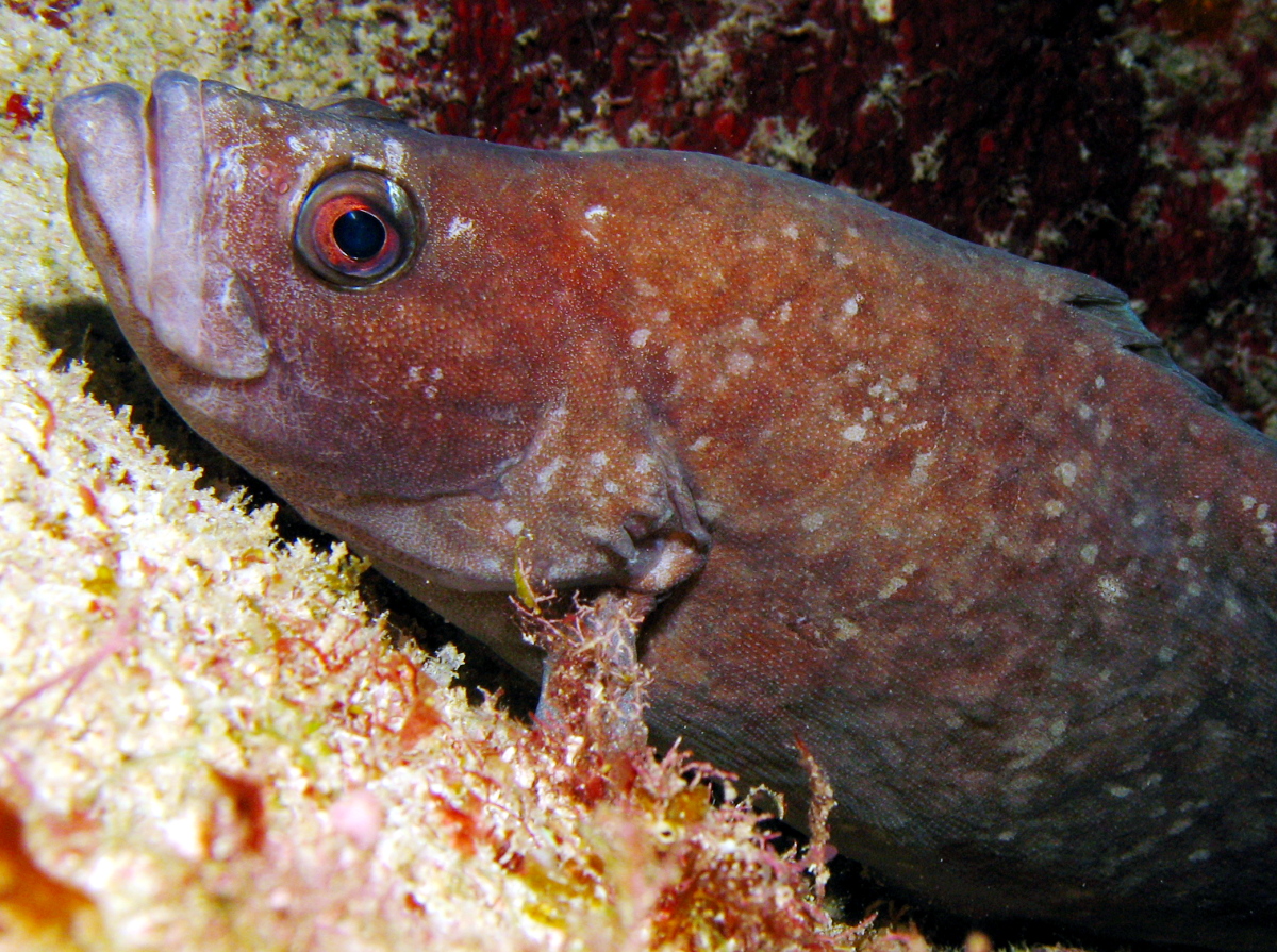 Greater Soapfish - Rypticus saponaceus