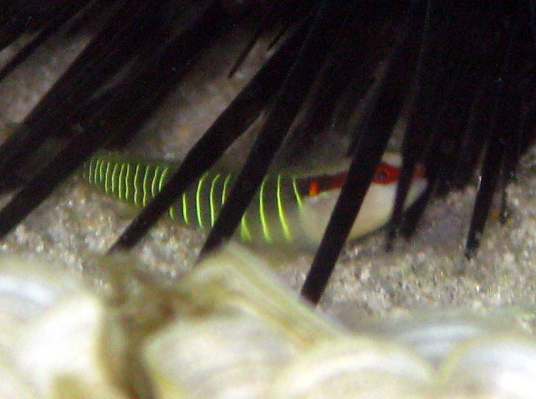 Greenbanded Goby - Elacatinus multifasciatus