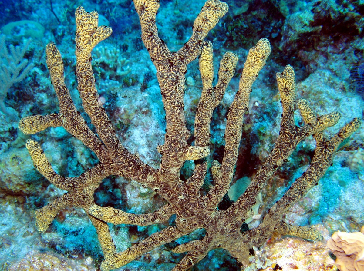 Green Finger Sponge - Iotrochota birotulata