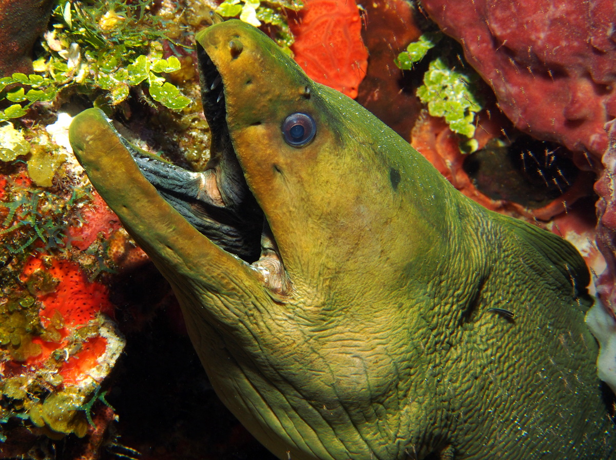 Green Moray Eel - Gymnothorax funebris