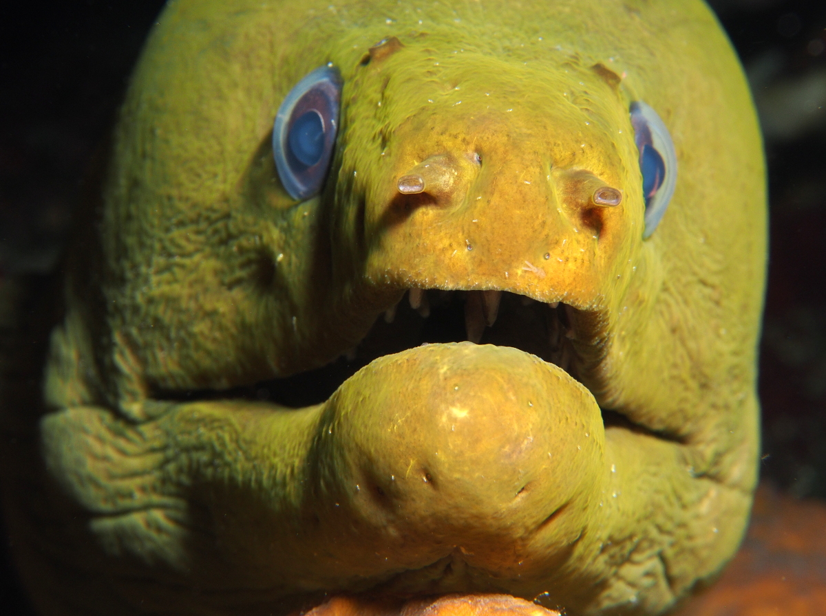 Green Moray Eel - Gymnothorax funebris