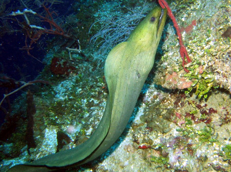 Green Moray Eel - Gymnothorax funebris