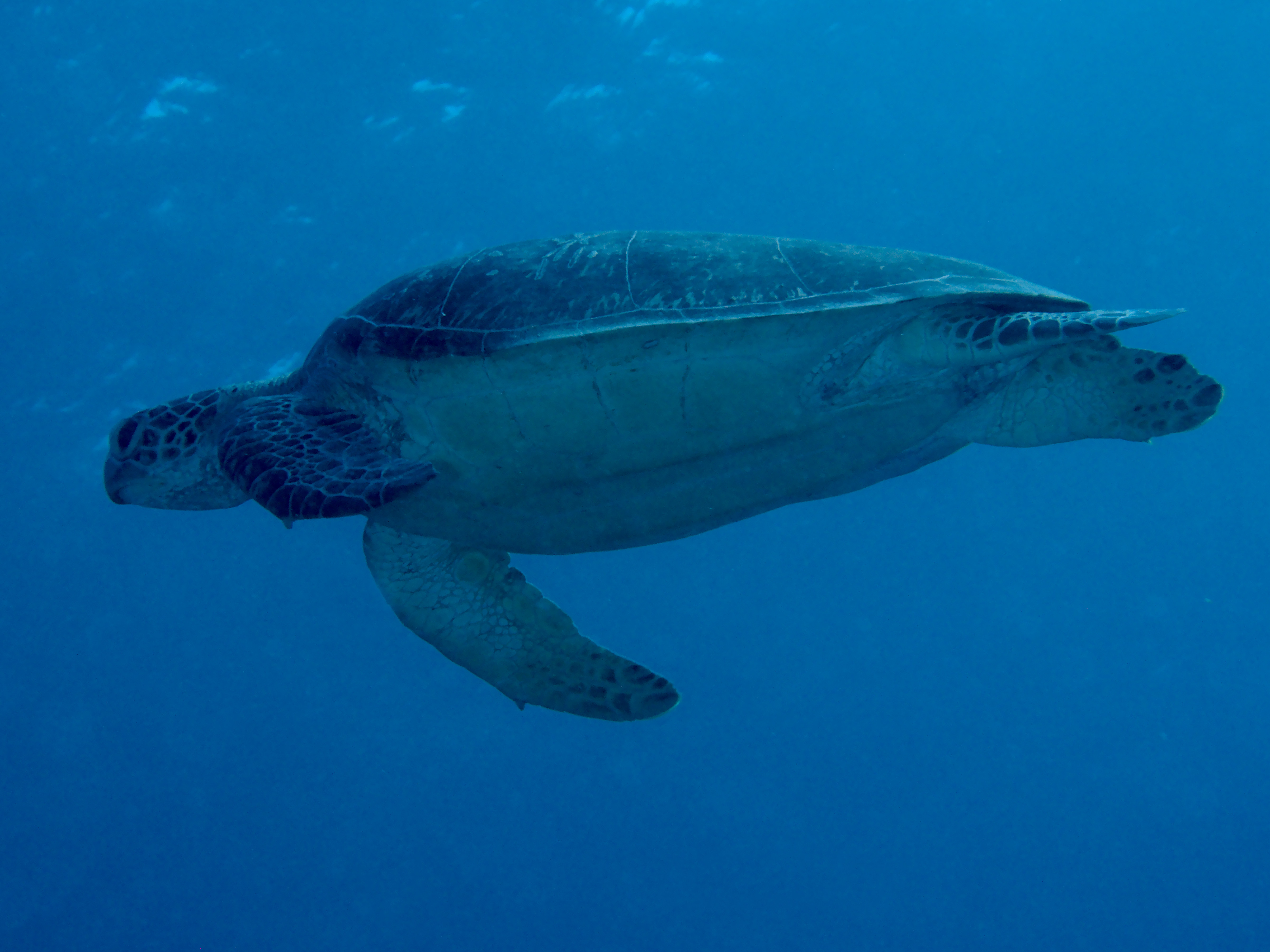 Green Turtle - Chelonia mydas