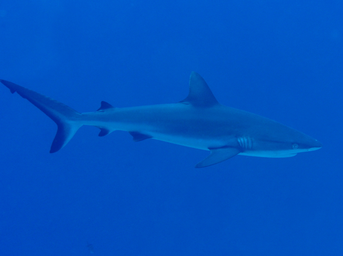 Gray Reef Shark - Carcharhinus amblyrhynchos