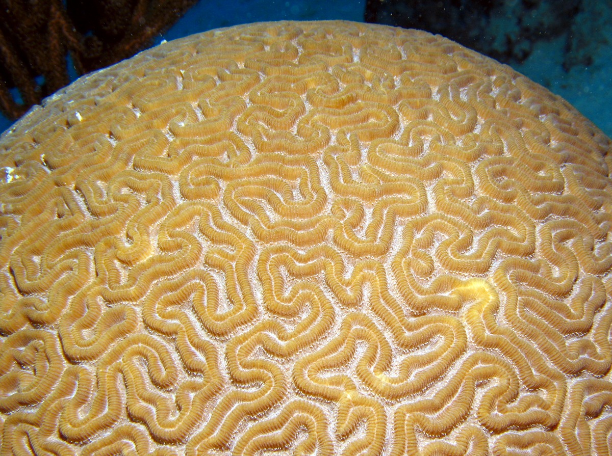 Grooved Brain Coral - Diploria labyrinthiformis