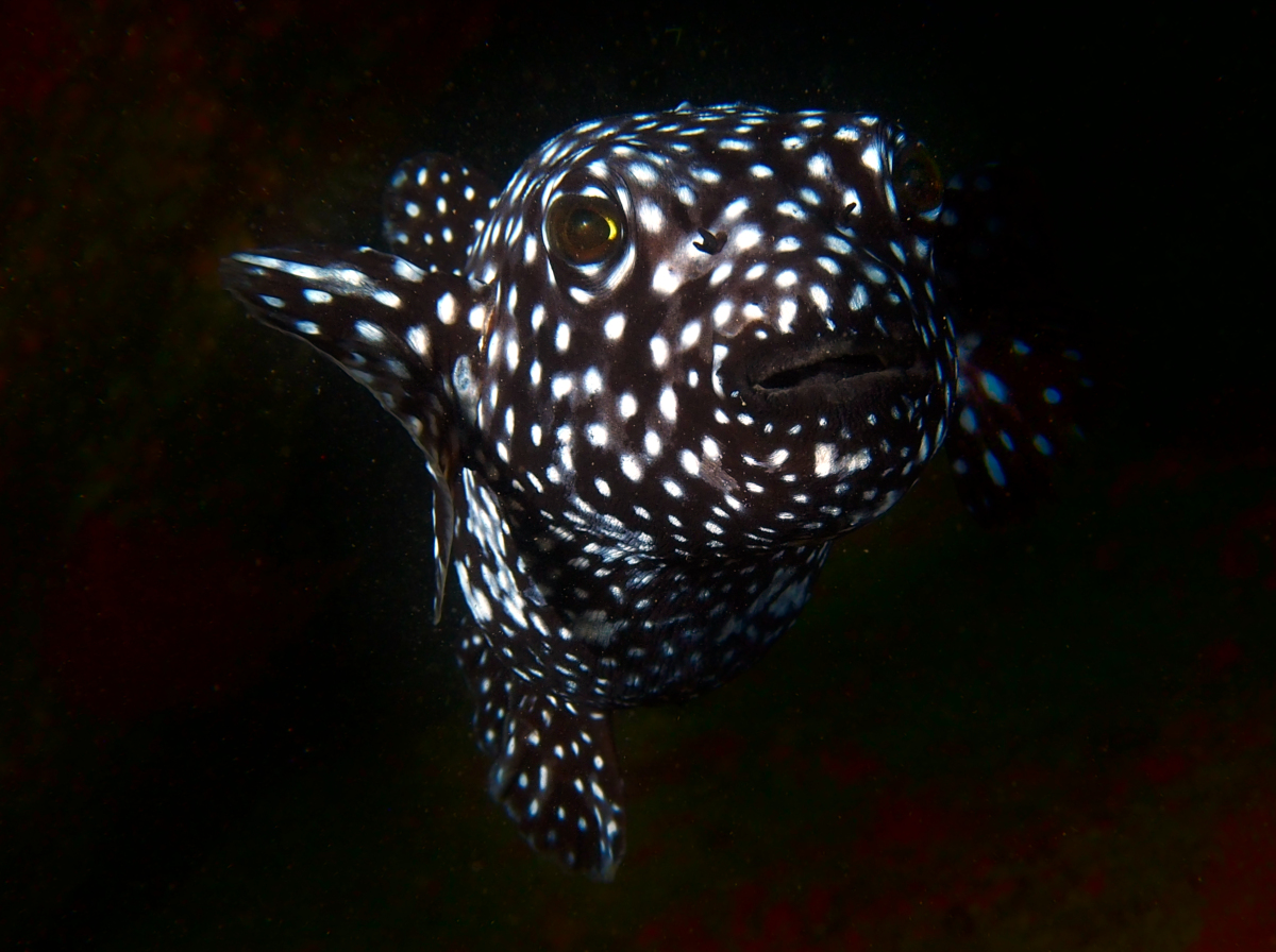 Guineafowl Puffer - Arothron meleagris