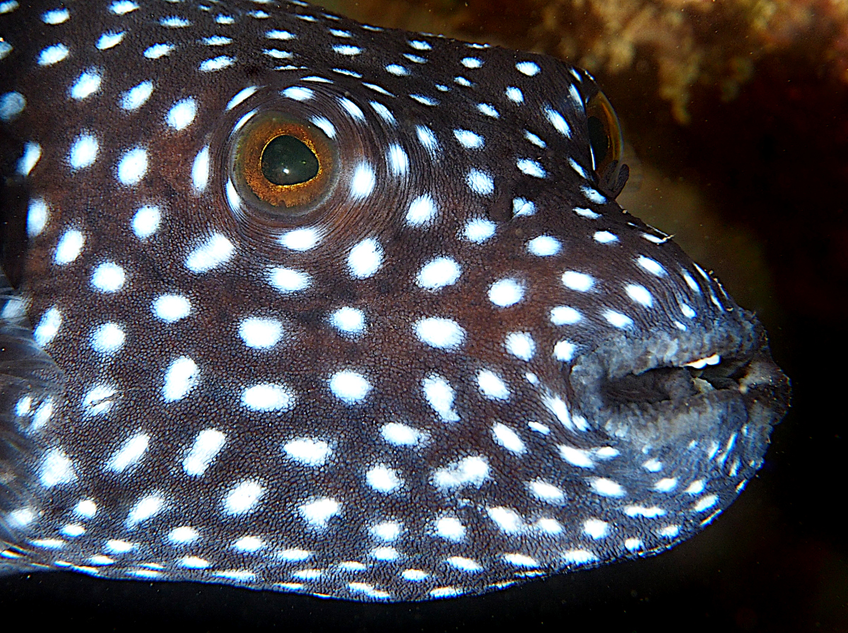 Guineafowl Puffer - Arothron meleagris