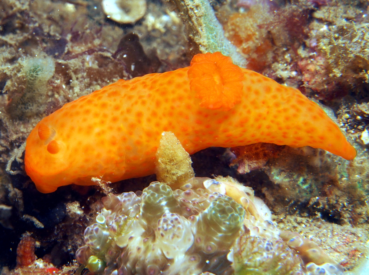 Unadorned Gymnodoris - Gymnodoris inornata - Lembeh Strait, Indonesia