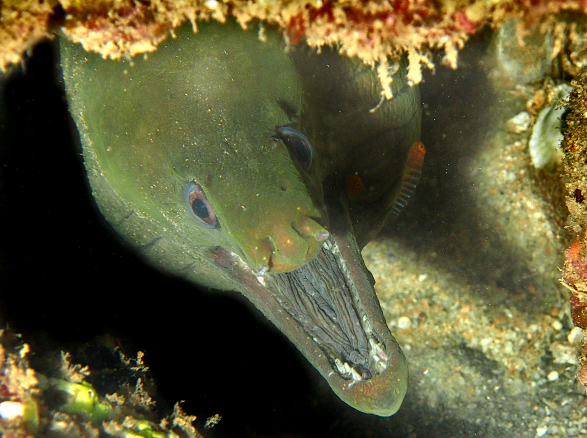 Panamic Green Moray Eel - Gymnothorax castaneus