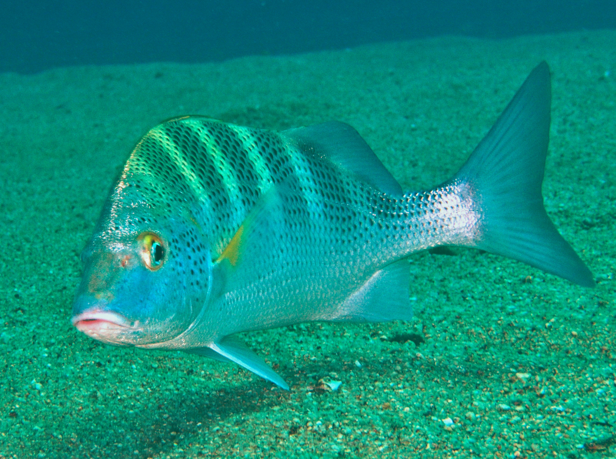 Graybar grunt - Haemulon sexfasciatum - Cabo San Lucas, Mexico