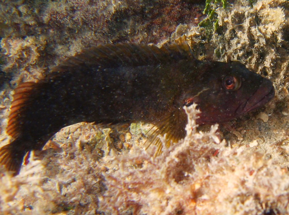 Hairy Blenny - Labrisomus nuchipinnis