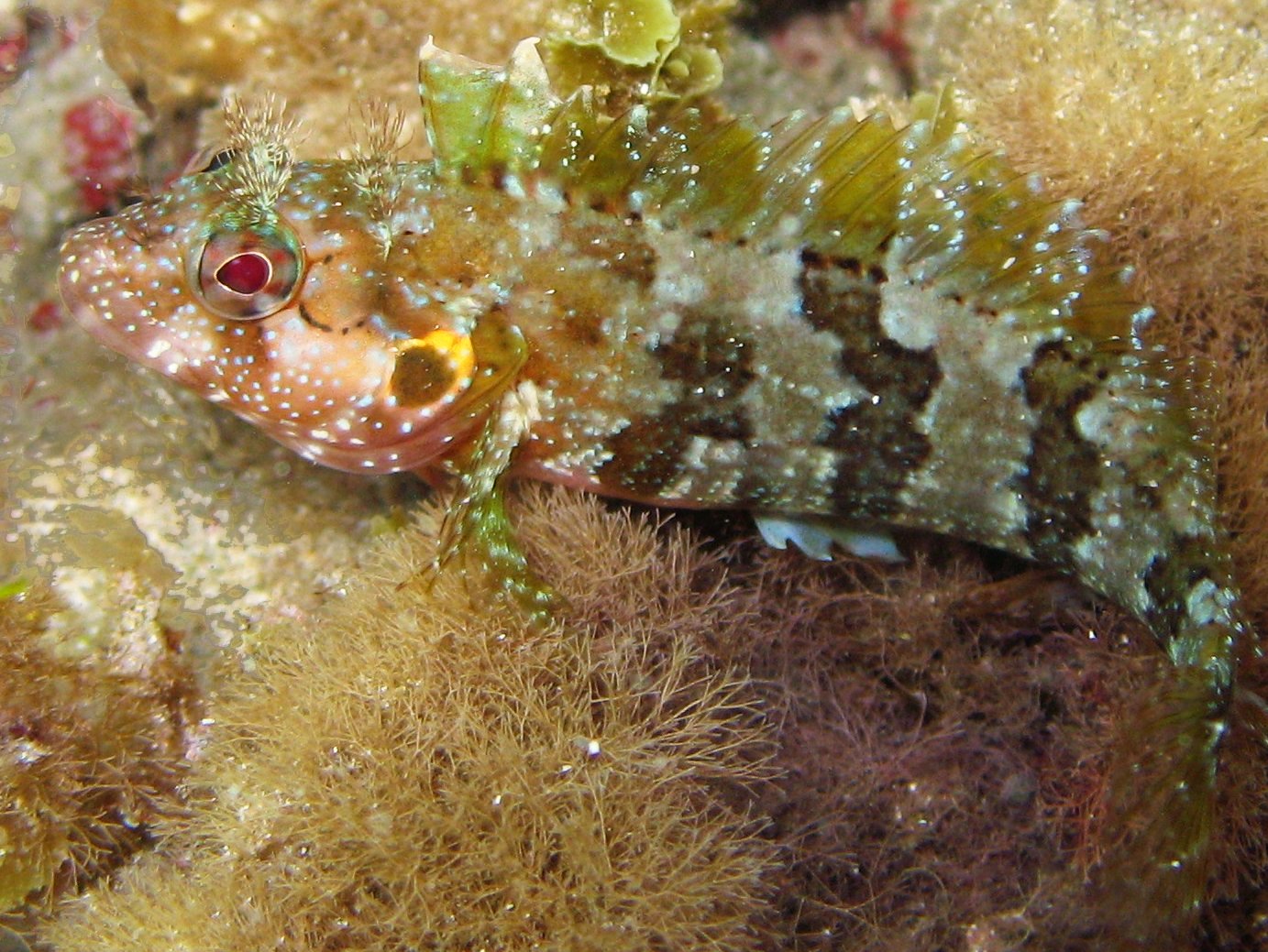 Hairy Blenny - Labrisomus nuchipinnis