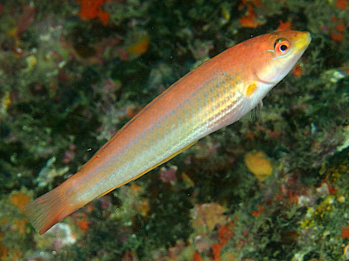 Chameleon Wrasse - Halichoeres dispilus