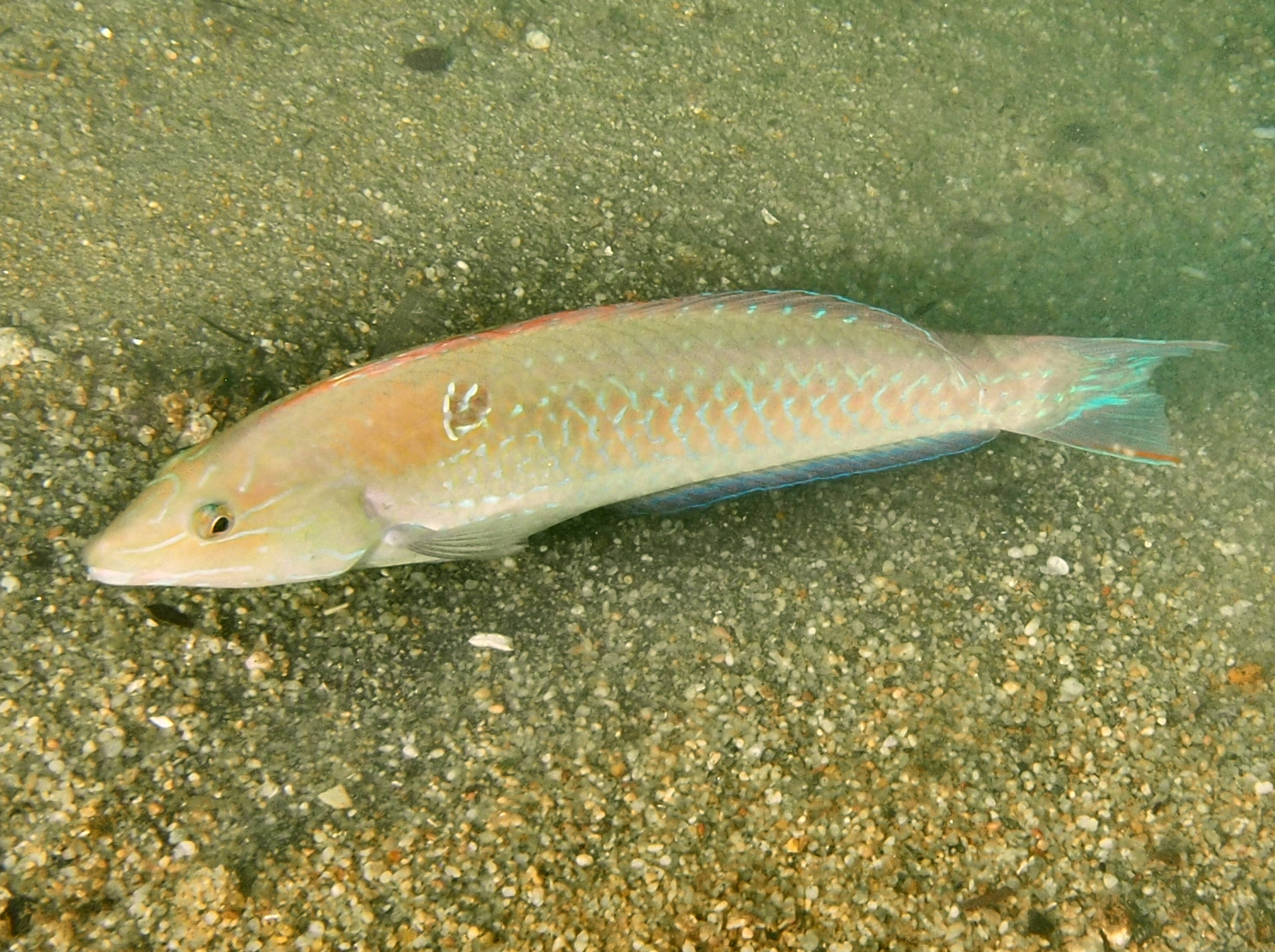 Chameleon Wrasse - Halichoeres dispilus