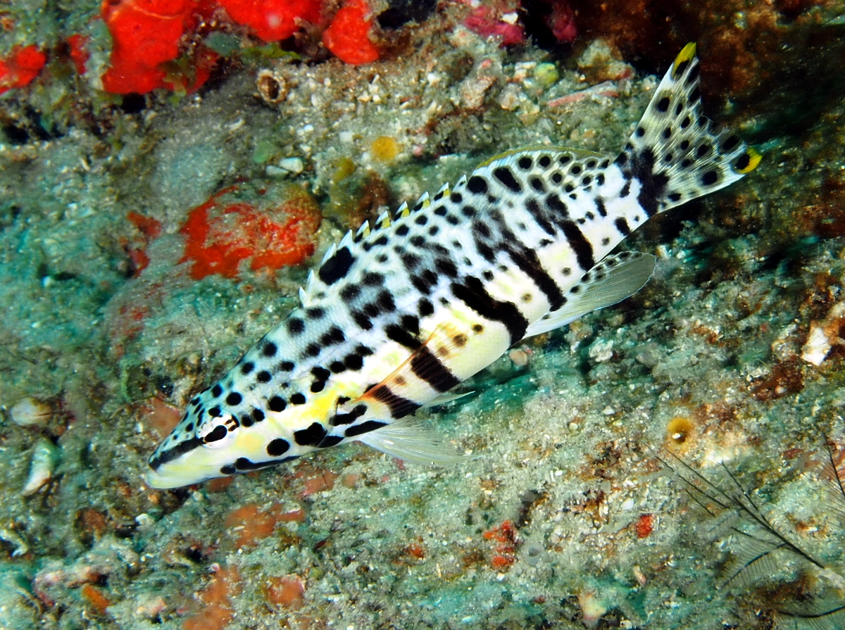 Harlequin Bass - Serranus tigrinus