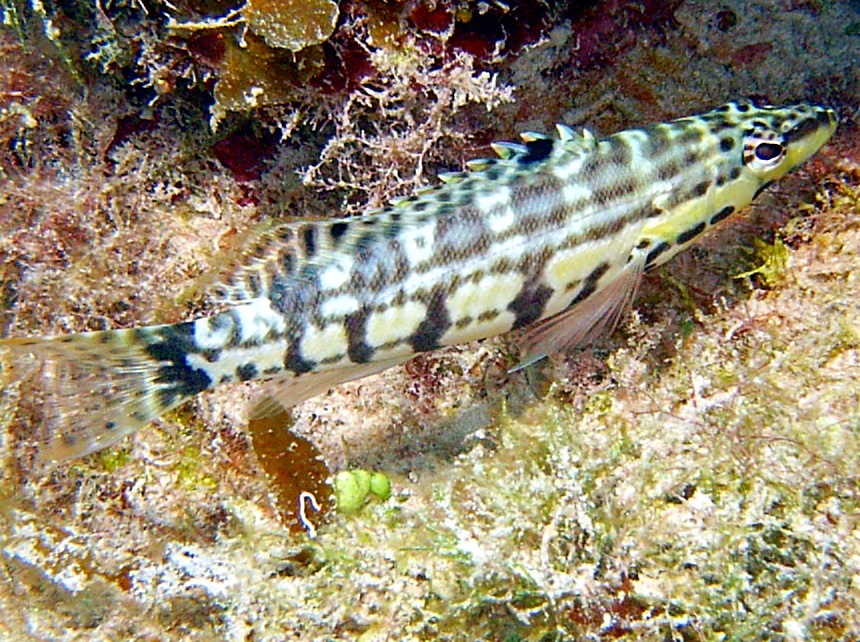 Harlequin Bass - Serranus tigrinus