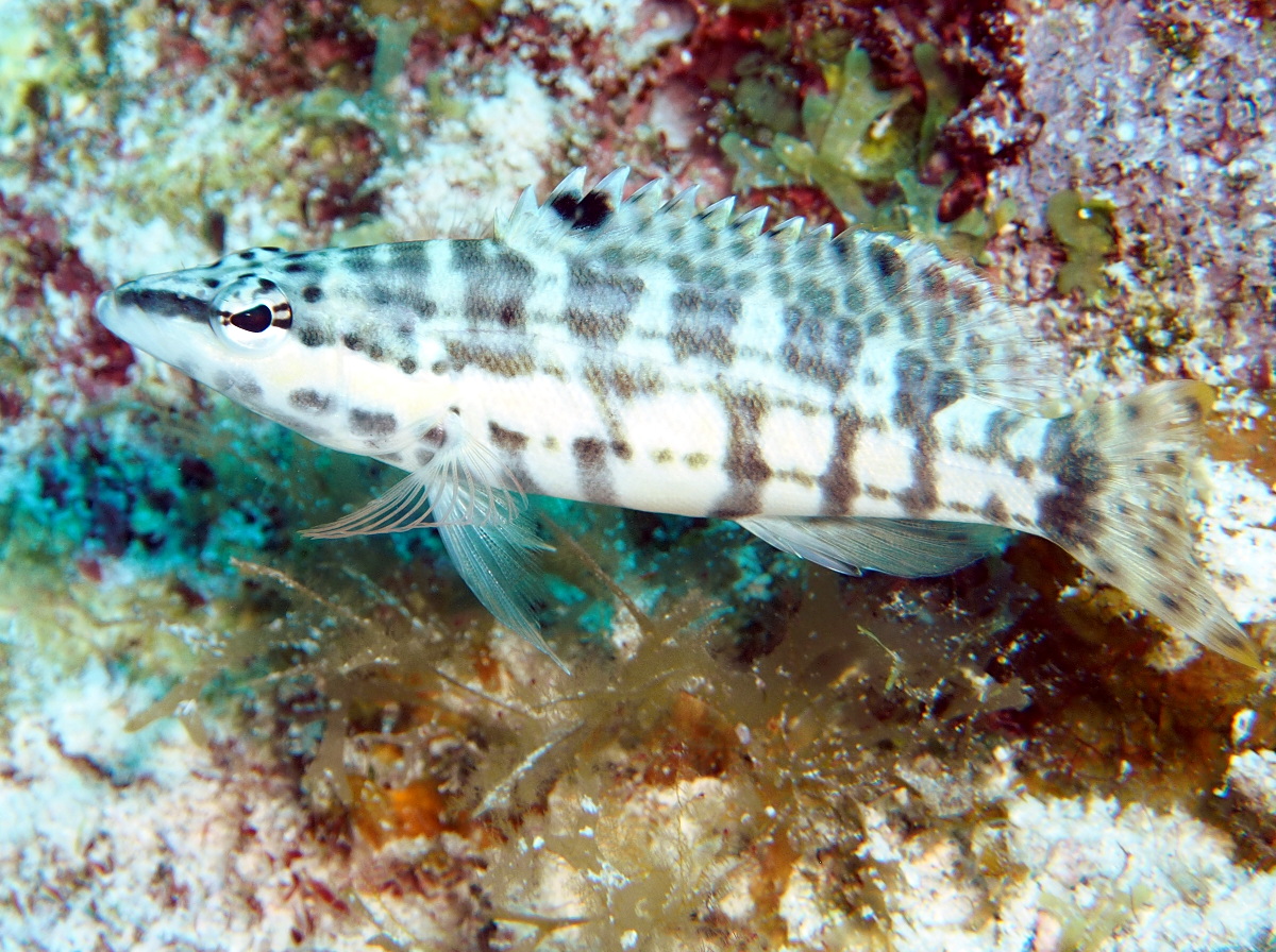 Harlequin Bass - Serranus tigrinus