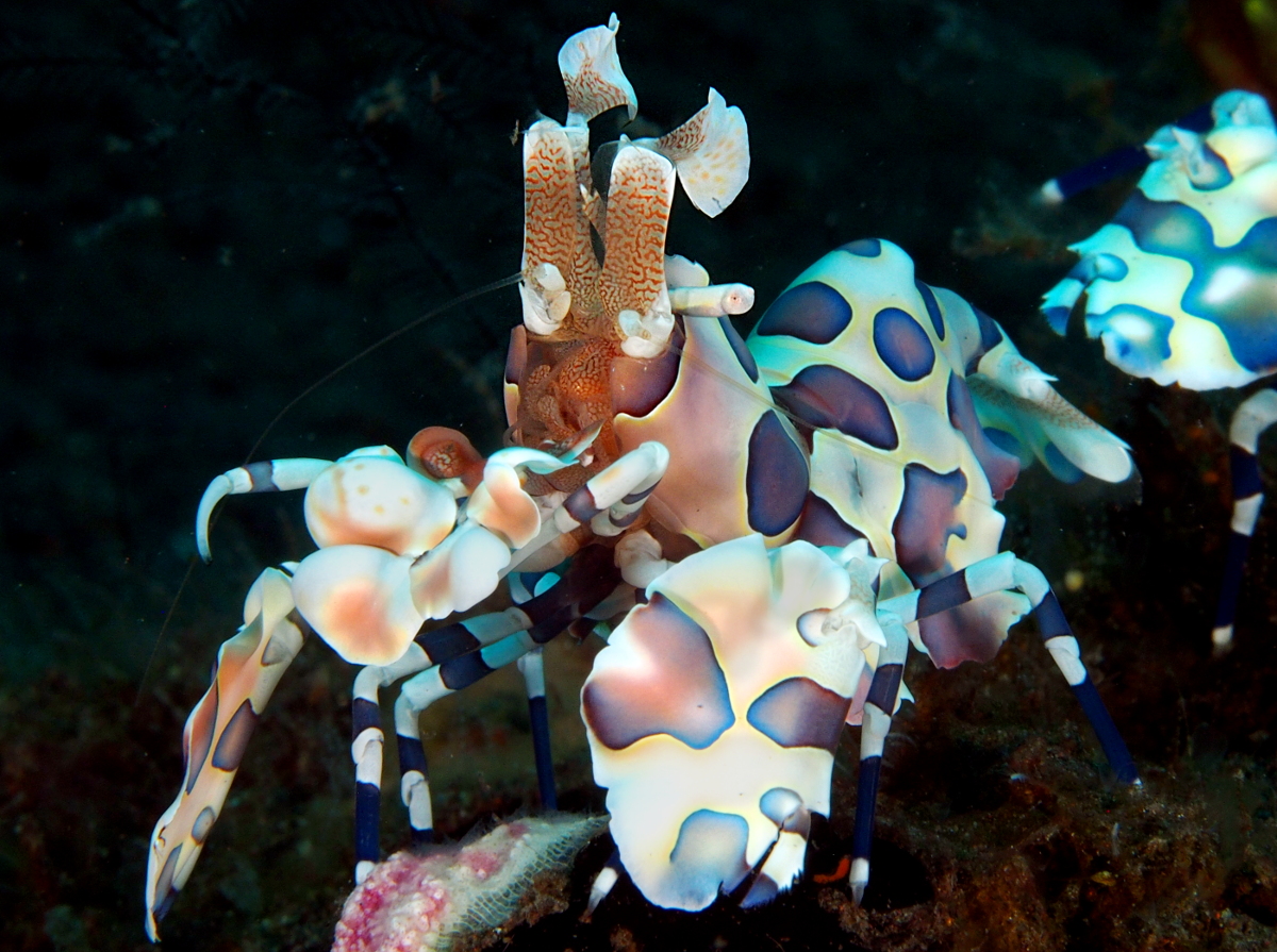 Harlequin Shrimp - Hymenocera picta