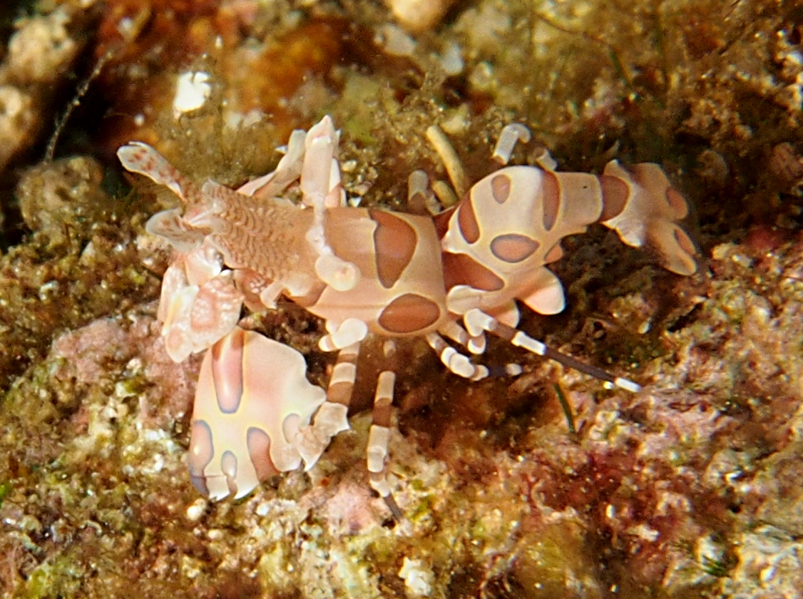 Harlequin Shrimp - Hymenocera picta