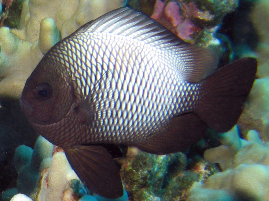 Hawaiian Dascyllus - Dascyllus albisella