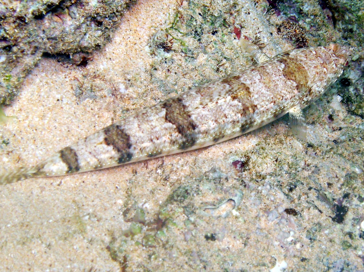 Hawaiian Lizardfish - Synodus ulae