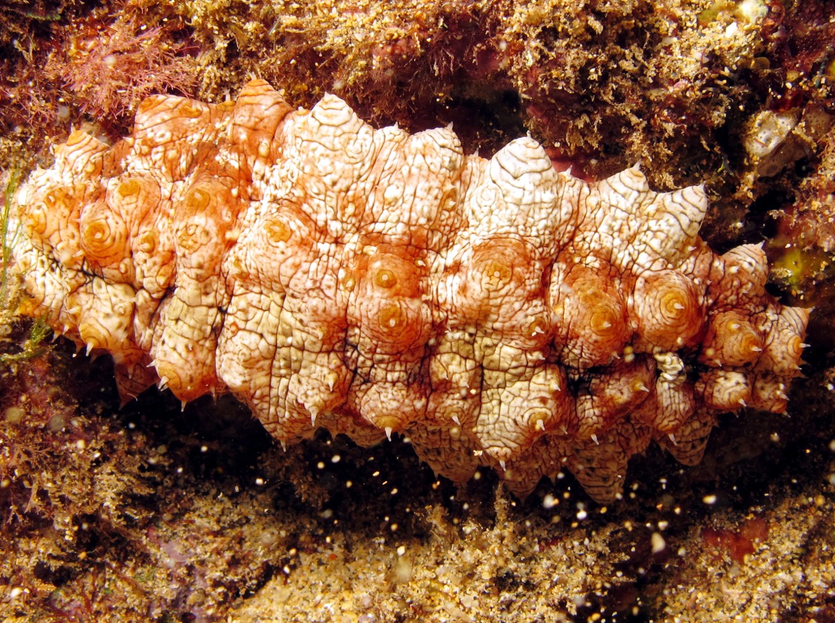 Hawaiian Yellow-tip Sea Cucumber - Stichopus sp. 2 - Maui, Hawaii