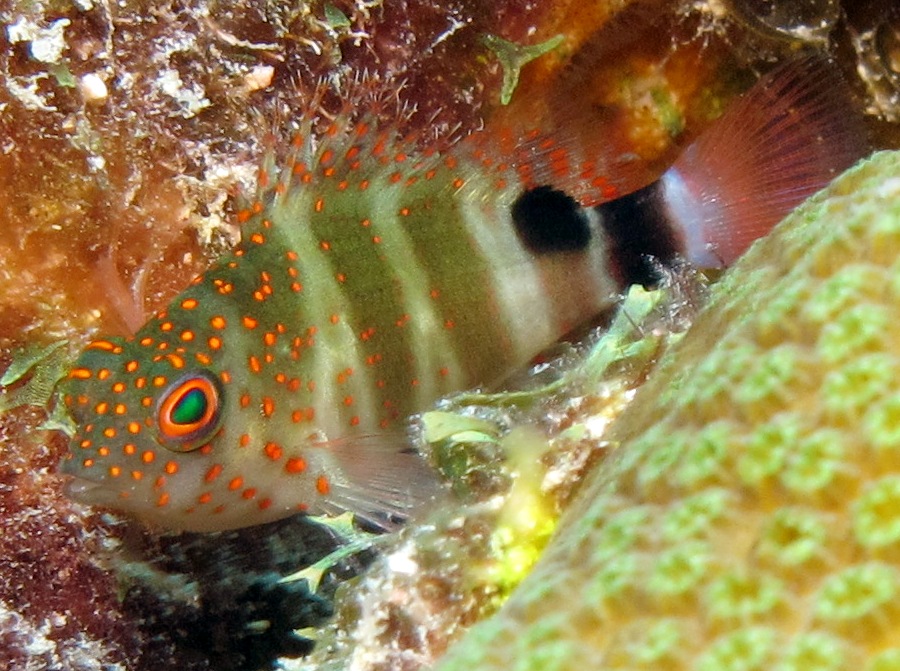 Redspotted Hawkfish - Amblycirrhitus pinos
