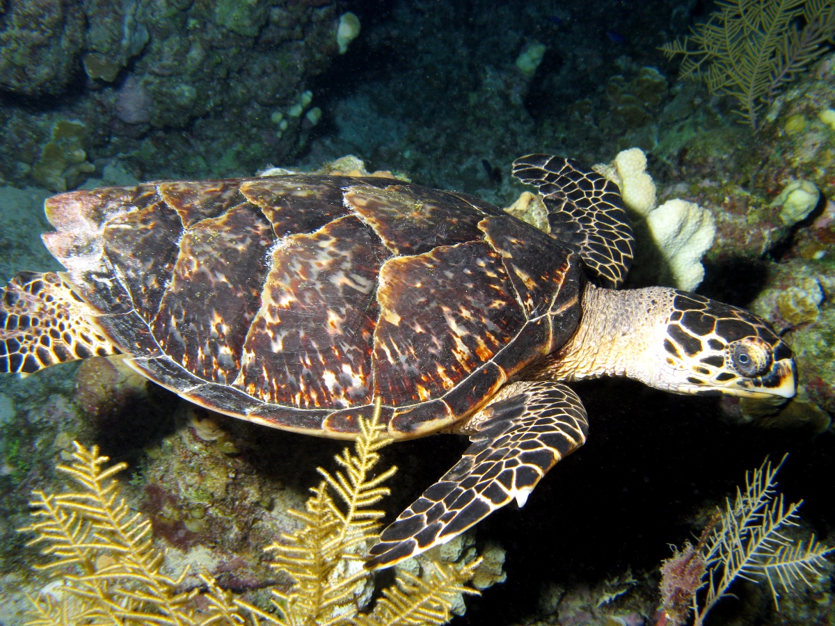 Hawksbill Turtle - Eretmochelys imbricata