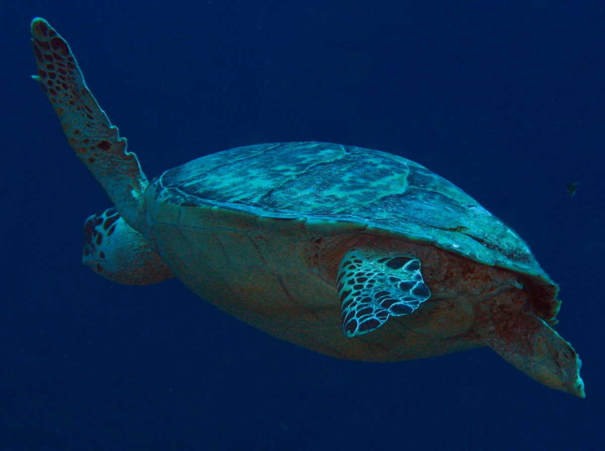 Hawksbill Turtle - Eretmochelys imbricata