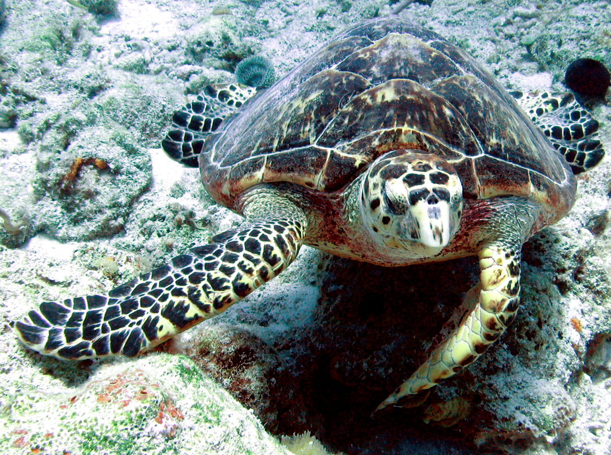 Hawksbill Turtle - Eretmochelys imbricata