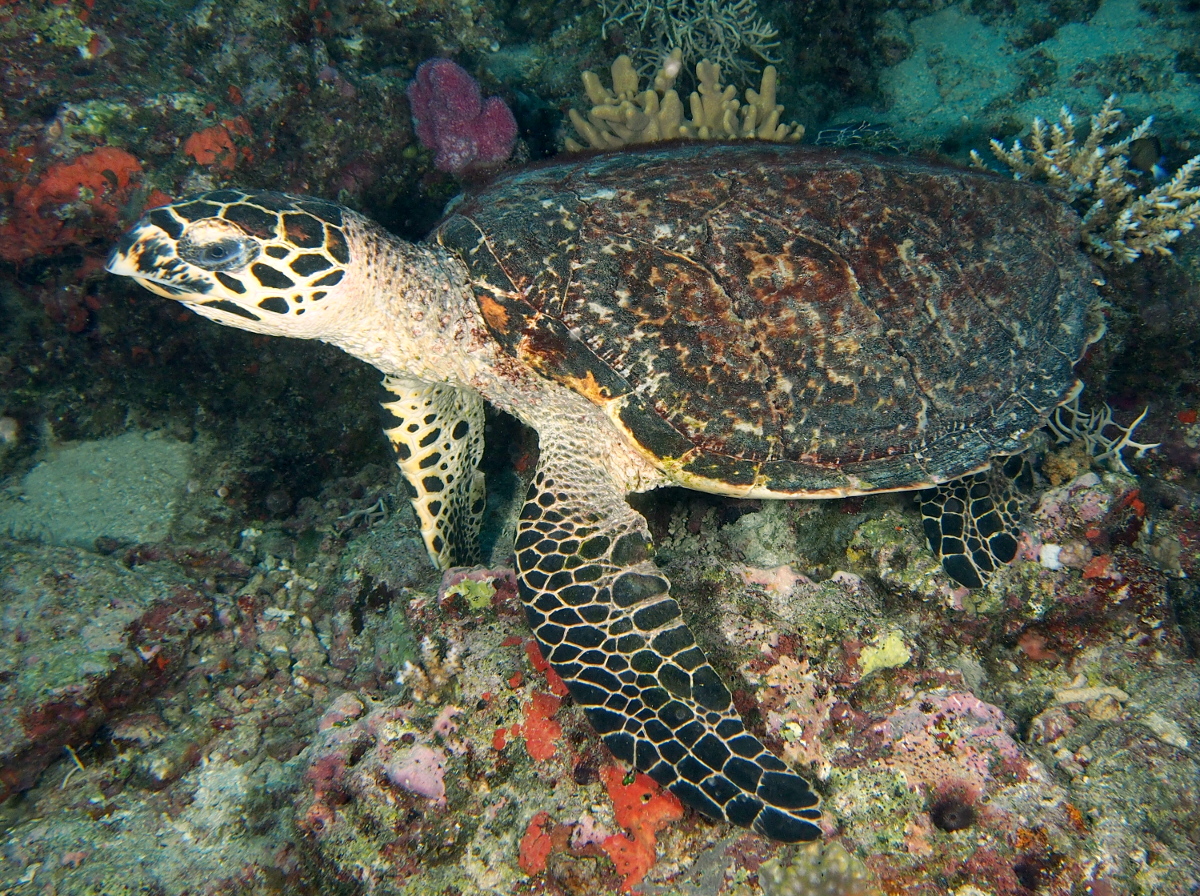 Hawksbill Turtle - Eretmochelys imbricata