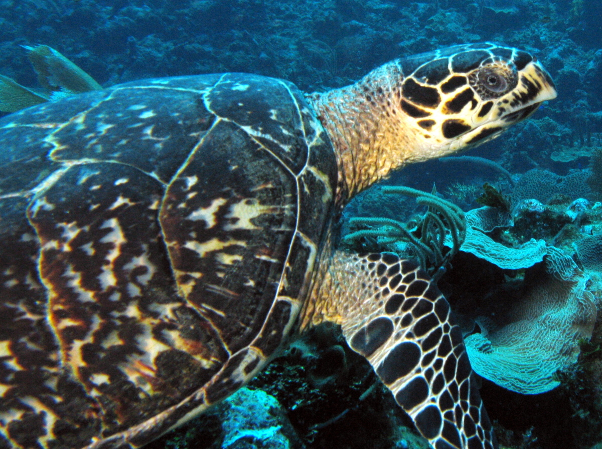 Hawksbill Turtle - Eretmochelys imbricata