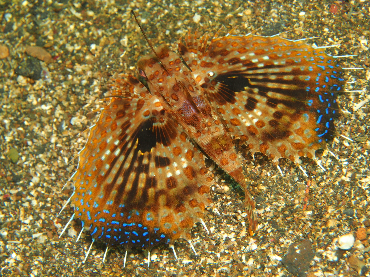Helmut Gurnard - Dactyloptena orientalis