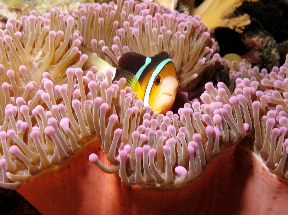 Magnificent Sea Anemone - Heteractis magnifica