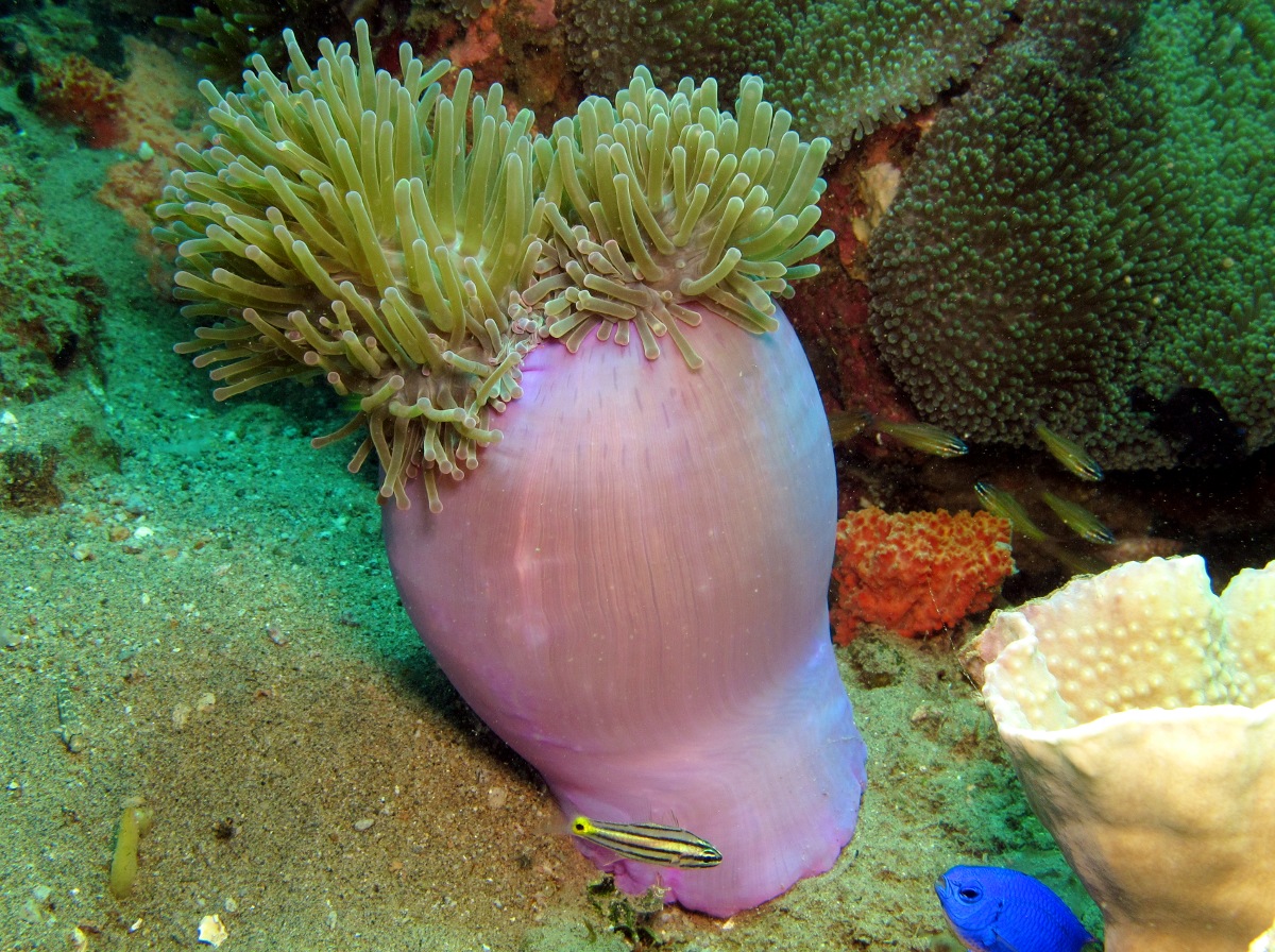 Magnificent Sea Anemone - Heteractis magnifica