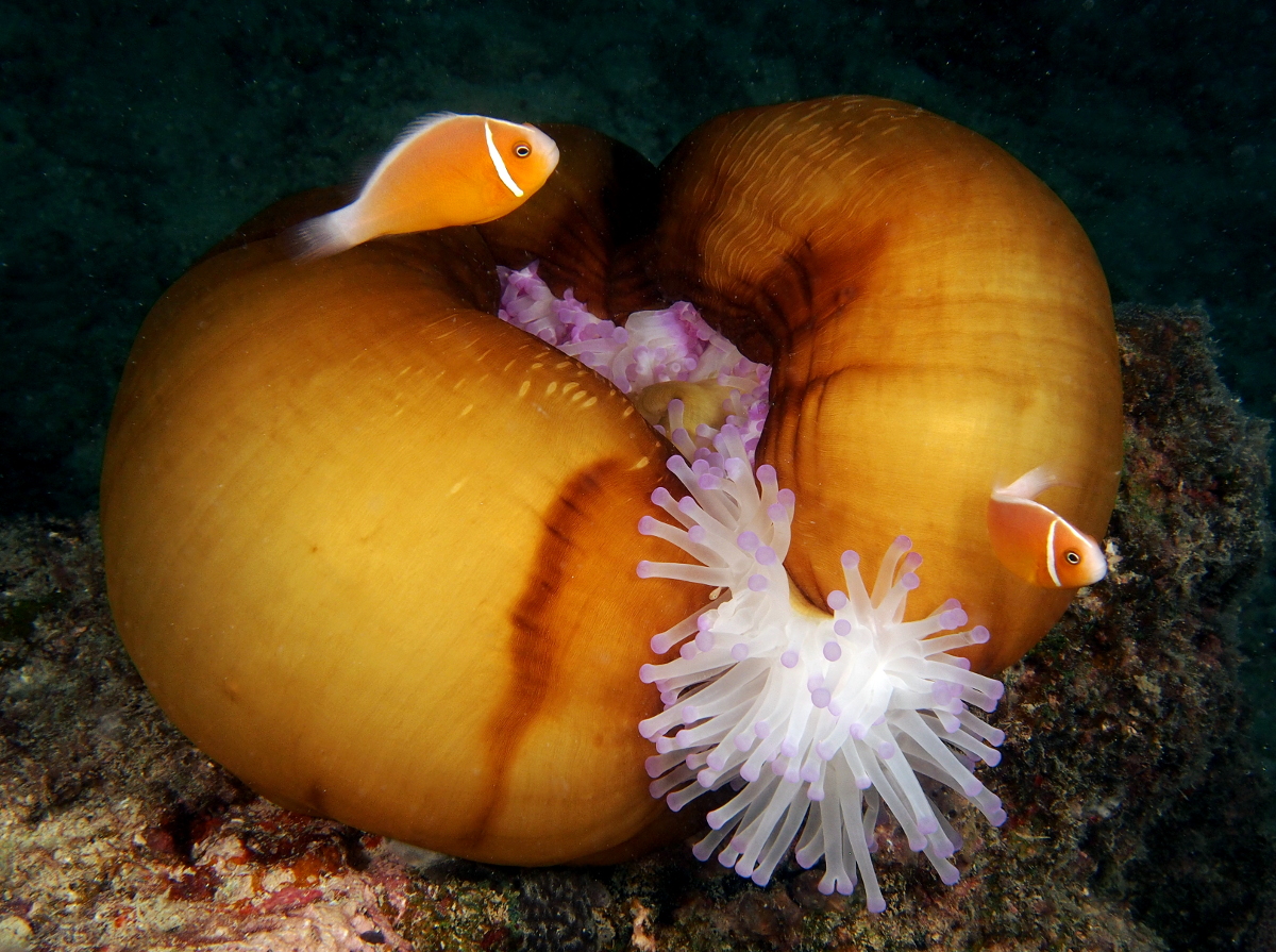 Magnificent Sea Anemone - Heteractis magnifica