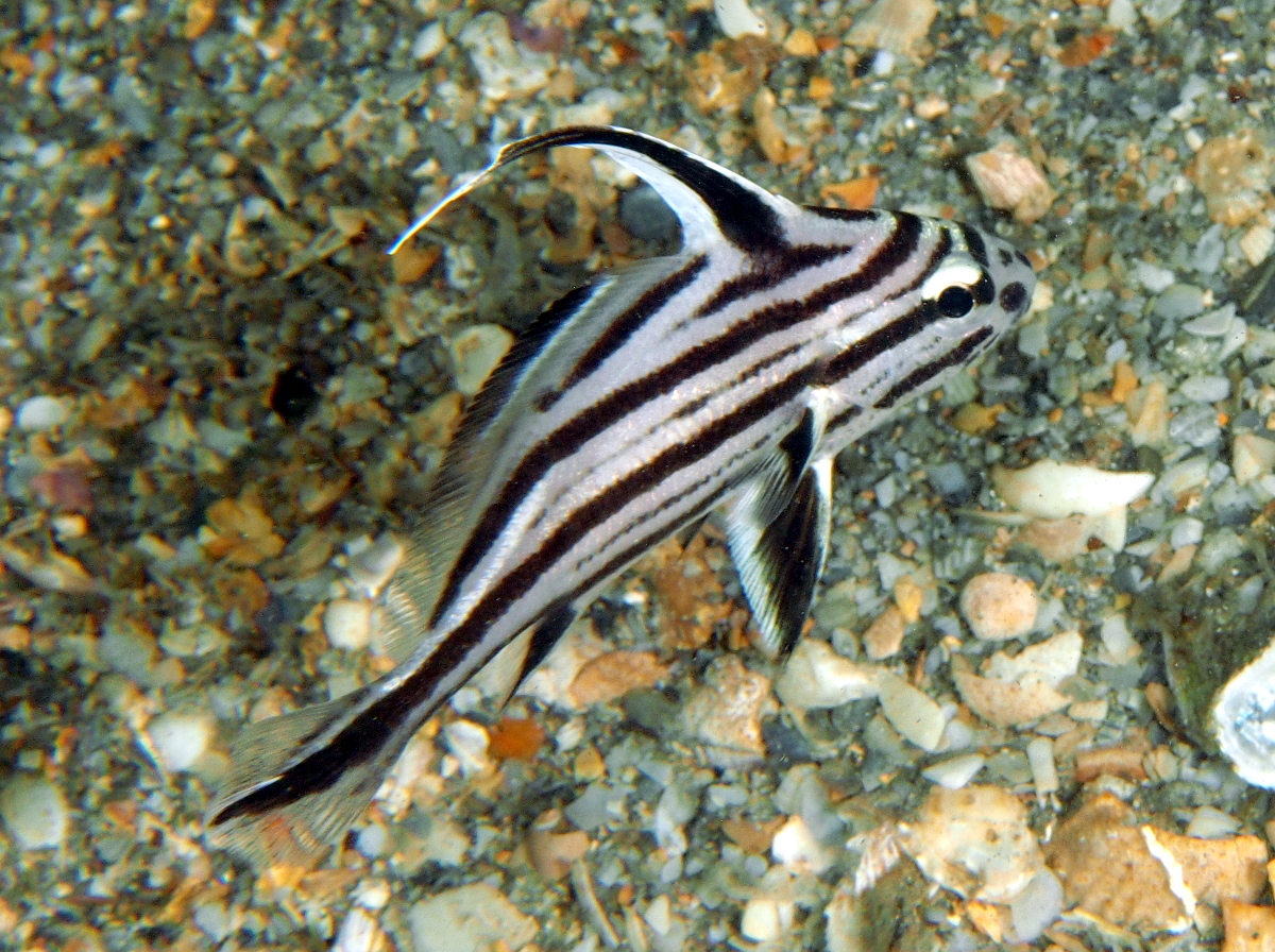 High Hat - Pareques acuminatus