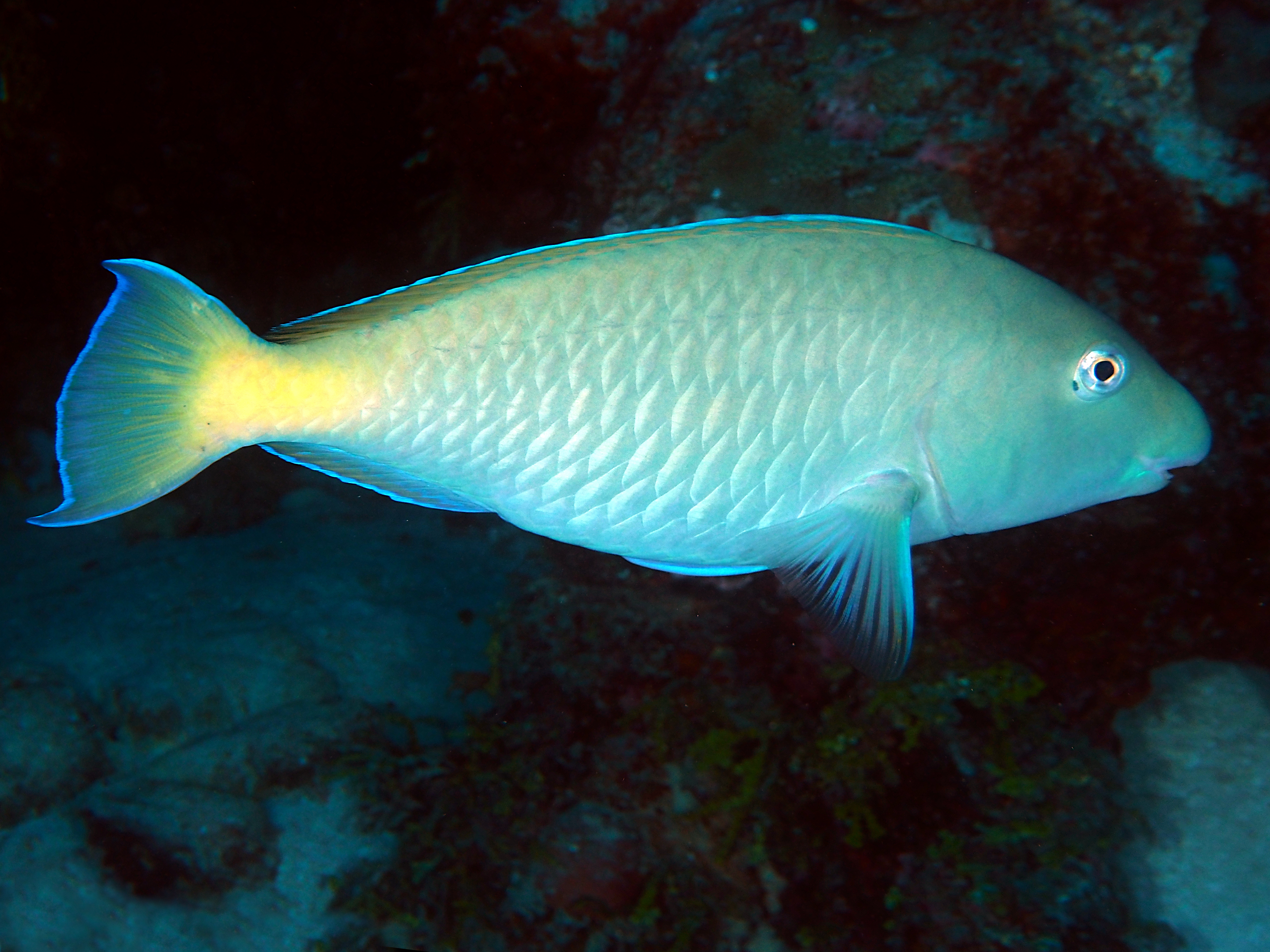 Pacific Longnose Parrotfish - Hipposcarus longiceps