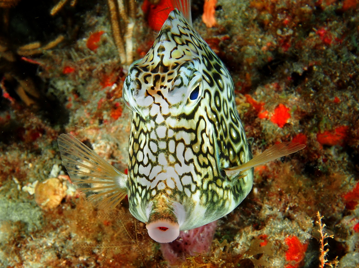 Honeycomb Cowfish - Acanthostracion polygonius