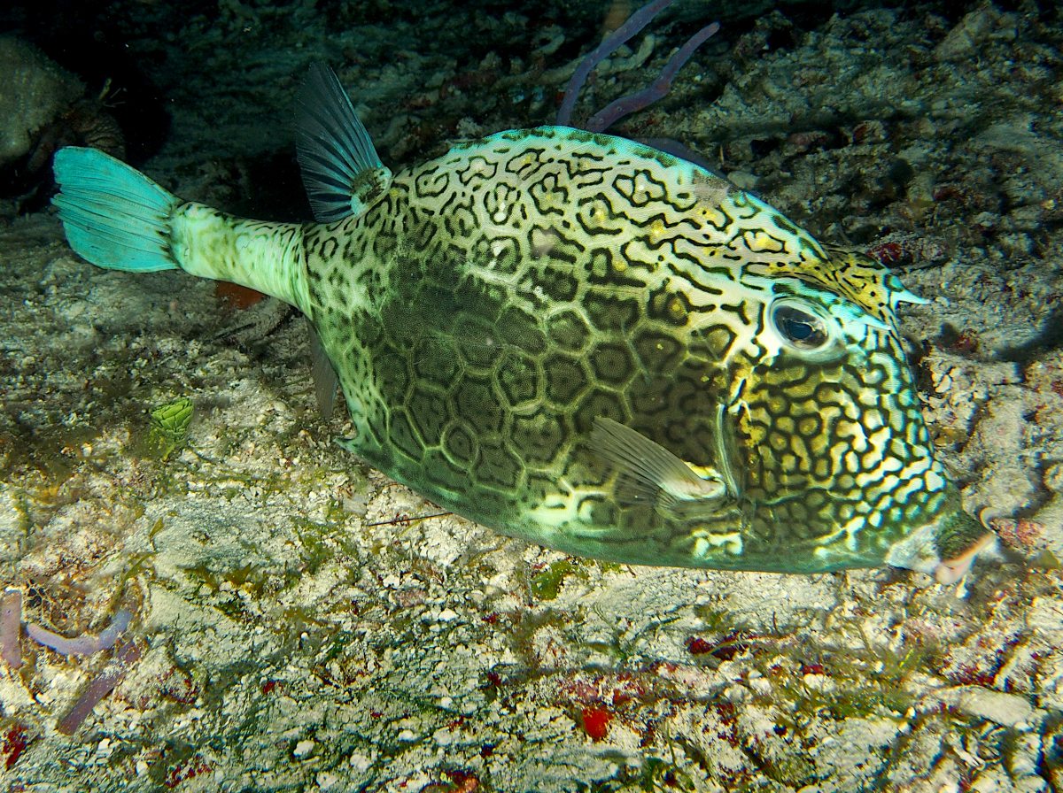Honeycomb Cowfish - Acanthostracion polygonius