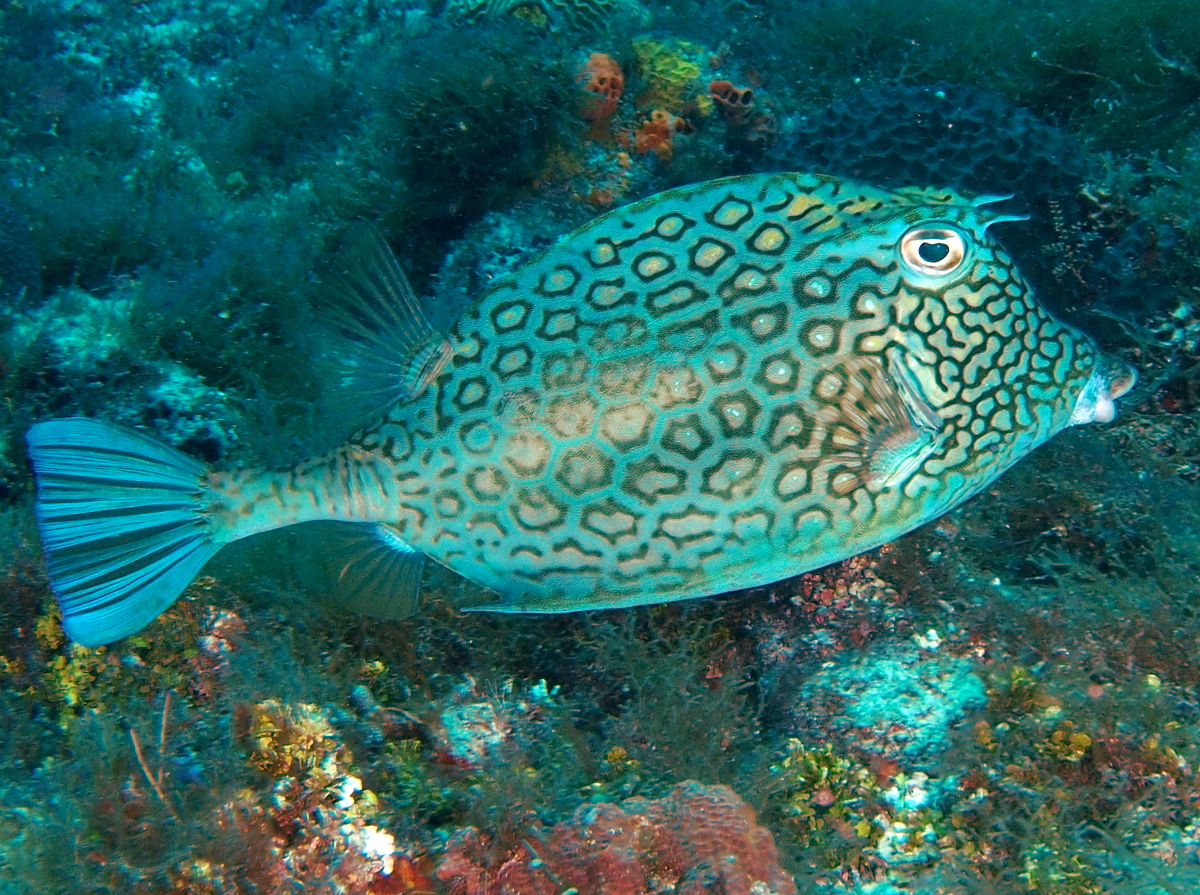 Honeycomb Cowfish - Acanthostracion polygonius