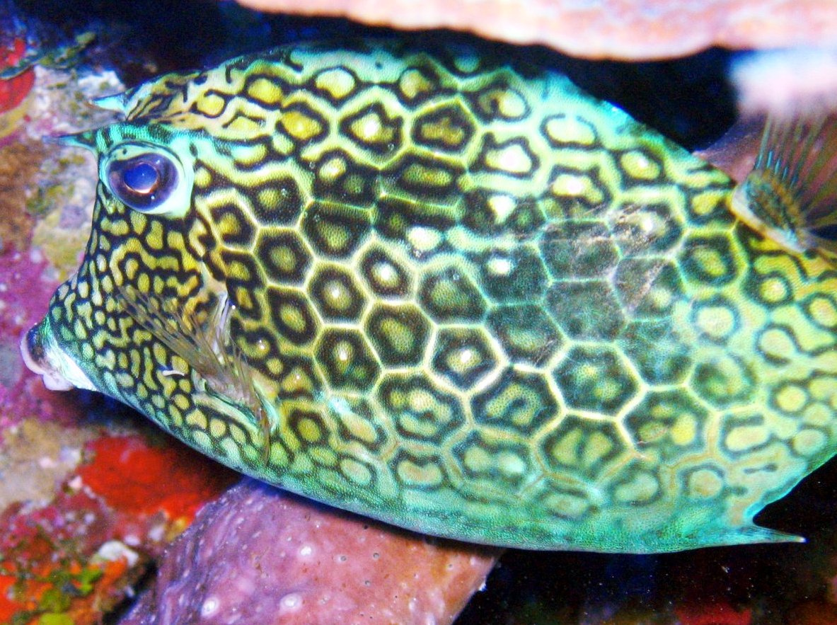 Honeycomb Cowfish - Acanthostracion polygonius