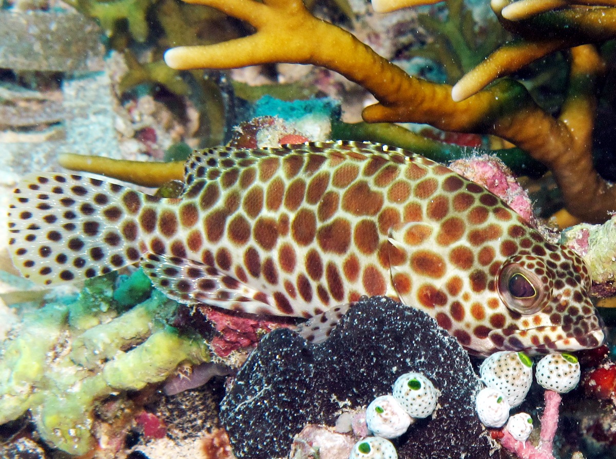Honeycomb grouper - Epinephelus merra