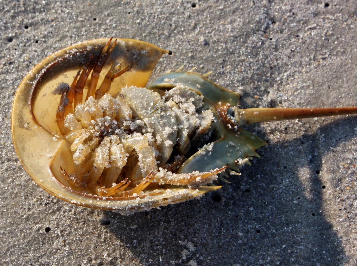 Horseshoe Crab - Limulus polyphemus