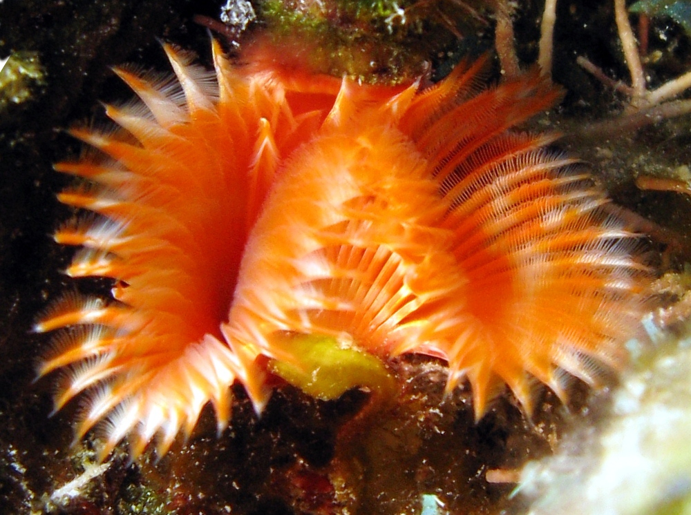 Star Horseshoe Worm - Pomatostegus stellatus