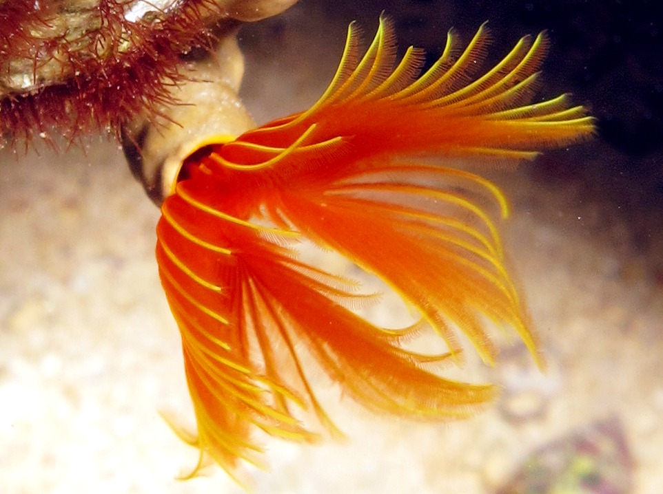 Star Horseshoe Worm - Pomatostegus stellatus