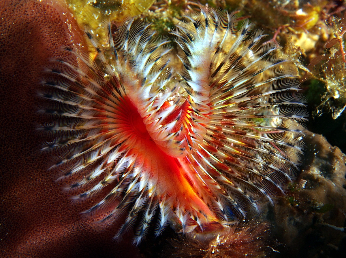 Star Horseshoe Worm - Pomatostegus stellatus