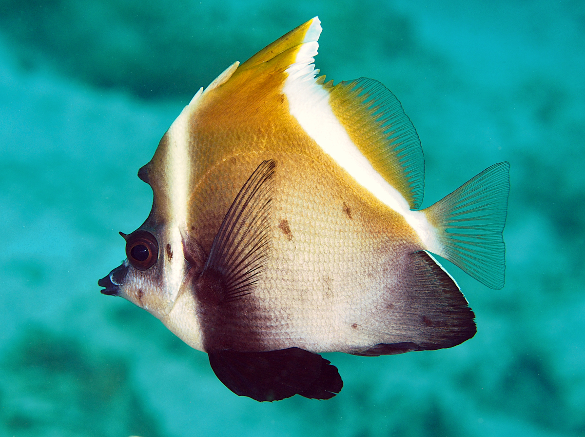 Humphead Bannerfish - Heniochus varius
