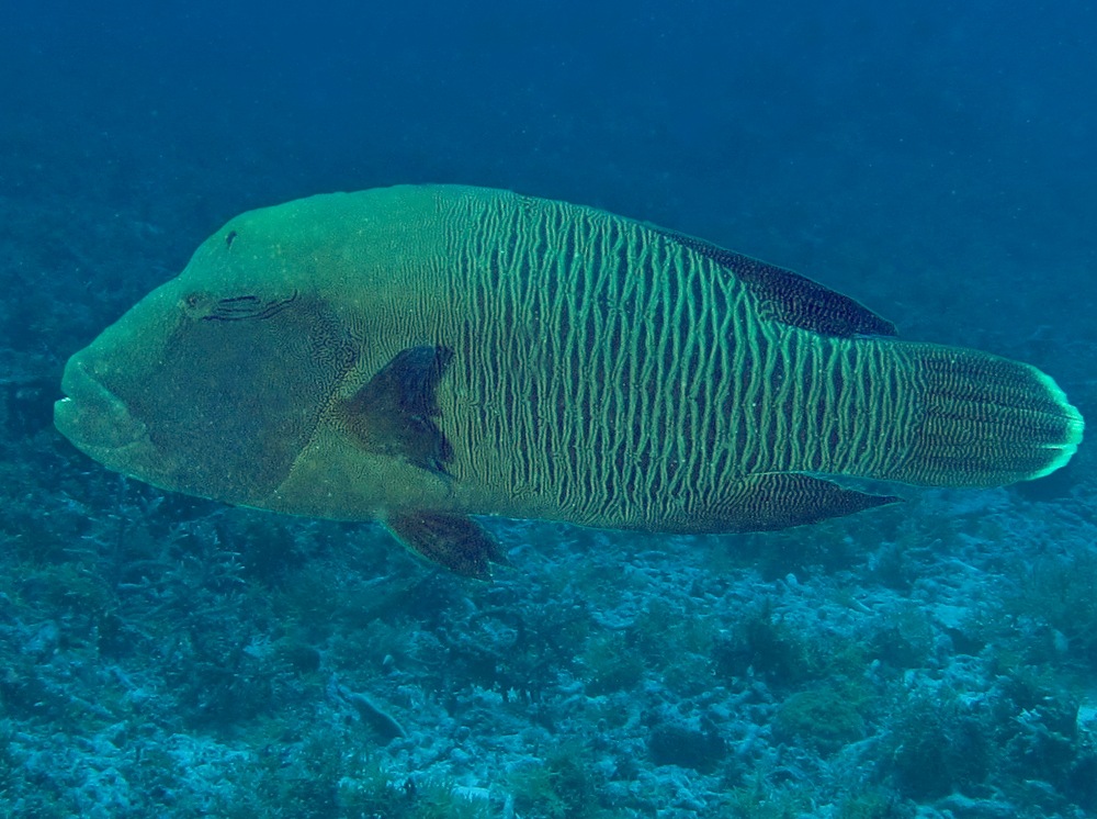 Humphead Wrasse - Cheilinus undulatus
