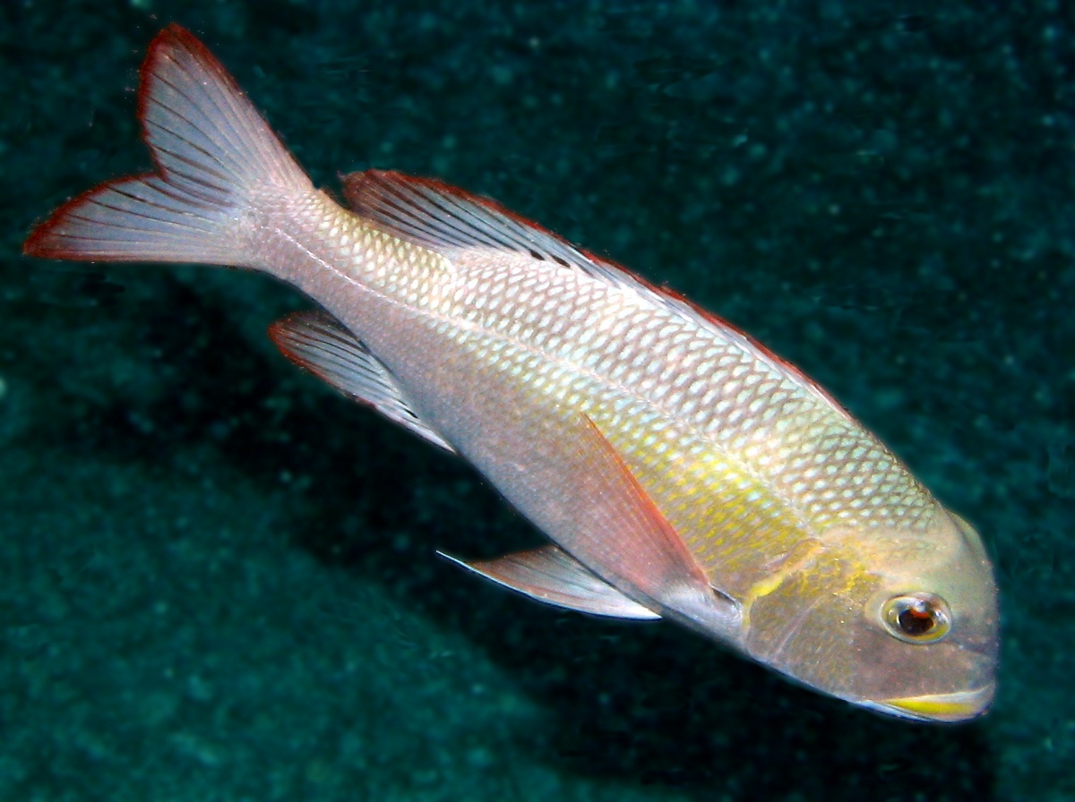 Humpnose Bigeye Bream - Monotaxis grandoculis